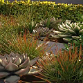 Lush Shrubs In Sunlit Garden With Succulents Orange Grass And Stone Pathway
