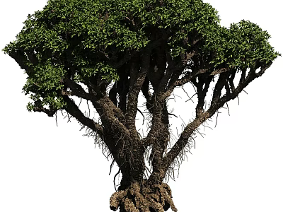 Vibrant Green Leafy Tree With Multiple Branches Thick Trunks And Twisted Roots 3d model