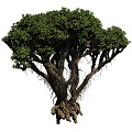 tree landscape tree shrub plant 3d model