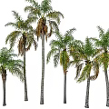 Tall Palm Trees With Slender Trunks And Green Brown Fronds Standing Together