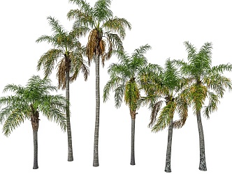 palm tree plant tropical plant palm tree palm tree tropical green plant palm tree 3d model