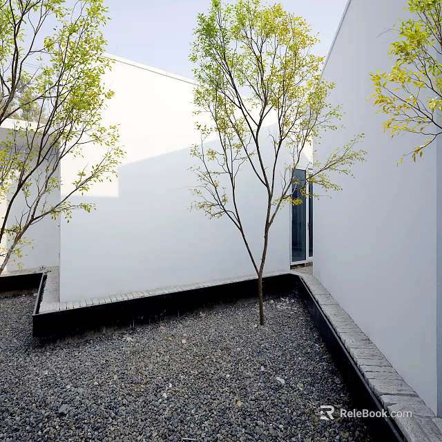 Tall Deciduous Tree in Modern Courtyard with White Walls and Gravel Ground 3d model 