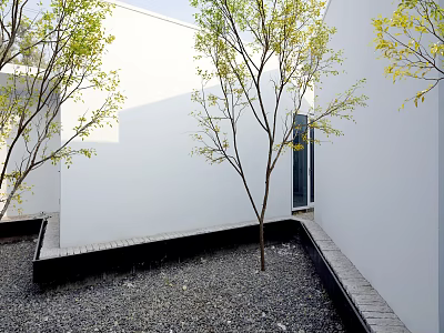 Tall Deciduous Tree in Modern Courtyard with White Walls and Gravel Ground 3d model