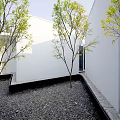 Tall Deciduous Tree in Modern Courtyard with White Walls and Gravel Ground