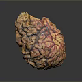 head structure head planer face human head planer face human brain planer face head structure brain structure human head structure 3d model