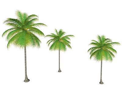 Three Different Sizes Palm Trees With Green Fronds And Brown Trunks 3d model