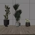 Three Stylish Indoor Potted Plants With Different Sizes Shapes And Modern Containers For Home Decor