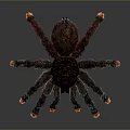 Realistic 3D Spider Model With Black Body Red Back And Orange Leg Tips