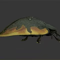 Dark Green Beetle With Orange Yellow Spots Oval Shaped Body Legs And Antennae