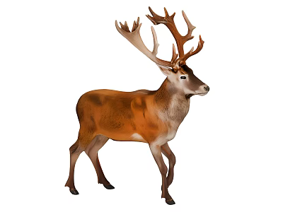 Realistic Brown Male Deer With Large Antlers Standing On White Background 3d model