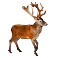 Realistic Brown Male Deer With Large Antlers Standing On White Background