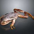 Detailed Brown Frog With Stretched Limbs On Smooth Reflective Surface 3d model