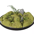 Bonsai Plant in Round Pot with Moss Covered Rocks and Small Fern