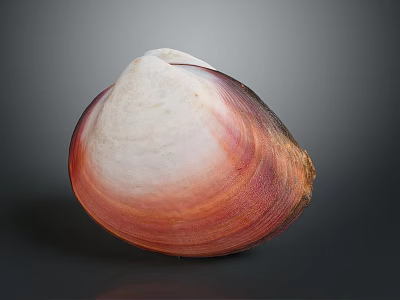 Natural Seashell With Red And White Gradient Smooth Surface On Gray Background 3d model