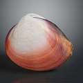 Natural Seashell With Red And White Gradient Smooth Surface On Gray Background