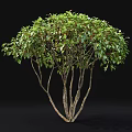 Two Acer Ginnala Trees 2.6 to 3.3 Meters Tall with Lush Green Foliage