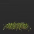 Lush Green Grass with Fresh Blades Growing Against Solid Black Background 3d model
