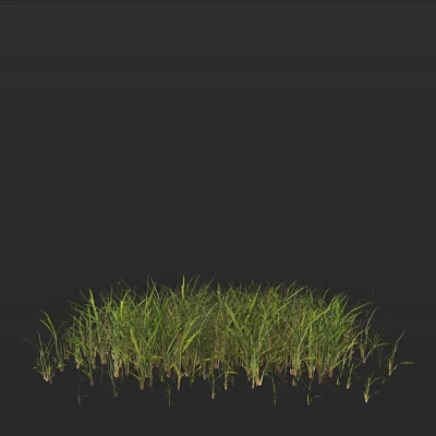 Lush Green Grass with Fresh Blades Growing Against Solid Black Background 3d model
