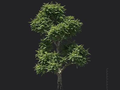 Evergreen Tree With Lush Green Foliage And Sturdy Trunk Against Dark Background 3d model