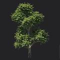 Evergreen Tree With Lush Green Foliage And Sturdy Trunk Against Dark Background