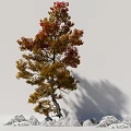 Deciduous Tree With Red And Yellow Leaves And White Rocks Around Gray Background 3d model