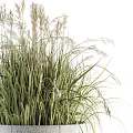 Bonsai Potted Plants In Modern Concrete Planters With Tall Green Grass