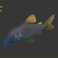 3D Modeled Red Orange Fish With Blue Eyes Detailed Fins Whiskers And Dark Reflection