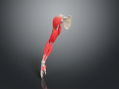 Medical Device Arm Muscle Anatomy Model Featuring Detailed Structure For Educational Purposes 3d model
