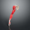 Medical Device Arm Muscle Anatomy Model Featuring Detailed Structure For Educational Purposes