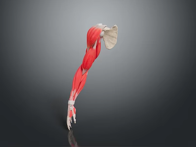 arm muscle arm muscle hand muscle human muscle 3d model