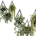 Lush Hanging Basket Plants with Trailing Vines and Multiple Varieties for Indoor Home Decor