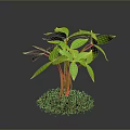 Green Leafy Plant Growing in Brown Mulch Against Gray Background