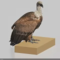 Brown Feathered Vulture Standing On Beige Cubic Base With Light Blue Background