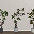 Three Indoor Bonsai Potted Trees with Different Colored Pots on Wooden Floor Light Wall