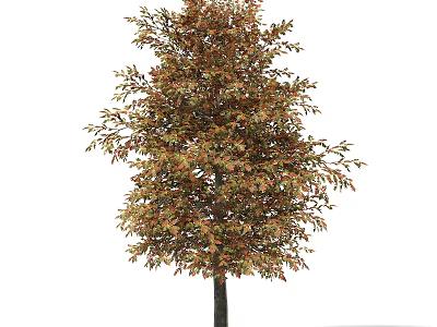 Tall Deciduous Tree with Vibrant Orange and Green Autumn Foliage in Natural Outdoor Environment 3d model