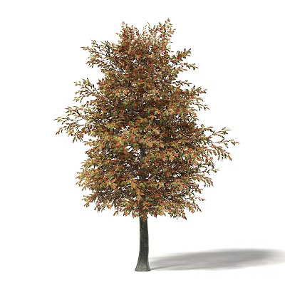 Tall Deciduous Tree with Vibrant Orange and Green Autumn Foliage in Natural Outdoor Environment 3d model