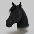 Black Horse Head Portrait With Mane Ears And Eyes On Gray Background