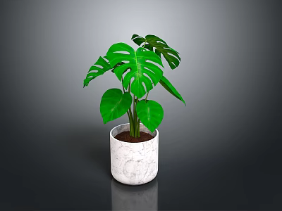 Monstera Plant With Lush Green Split Leaves In White Marble Pot 3d model