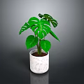 Monstera Plant With Lush Green Split Leaves In White Marble Pot