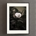 Black and White Framed Botanical Painting of Rose with Leaves Artwork