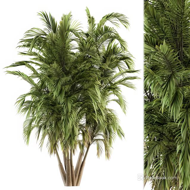 Lush Green Palm Tree With Multiple Trunks And Tropical Fronds 3d model 