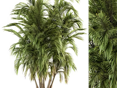Lush Green Palm Tree With Multiple Trunks And Tropical Fronds 3d model