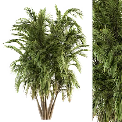 Lush Green Palm Tree With Multiple Trunks And Tropical Fronds 3d model