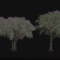 Purple Flowering Trees With Clearly Visible Trunks And Roots Against Gray Background