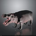 Hippo Model With Open Mouth On Dark Background And Reflection