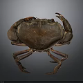 Brown Crab With Red Eyes Detailed Body Structure And Claws On Dark Background