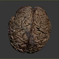 head structure head planer face human head planer face human brain planer face head structure brain structure human head structure 3d model