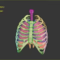 Anatomical Thoracic Medical Model With Rib Cage Pink Lungs And Trachea
