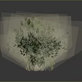 Lush Green Shrub Plant with Multiple Trunks and Dense Foliage