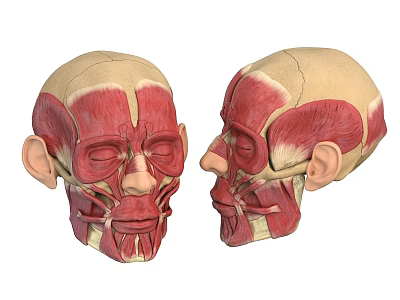 Detailed Human Head Muscles Anatomical Model With Front And Side View 3d model